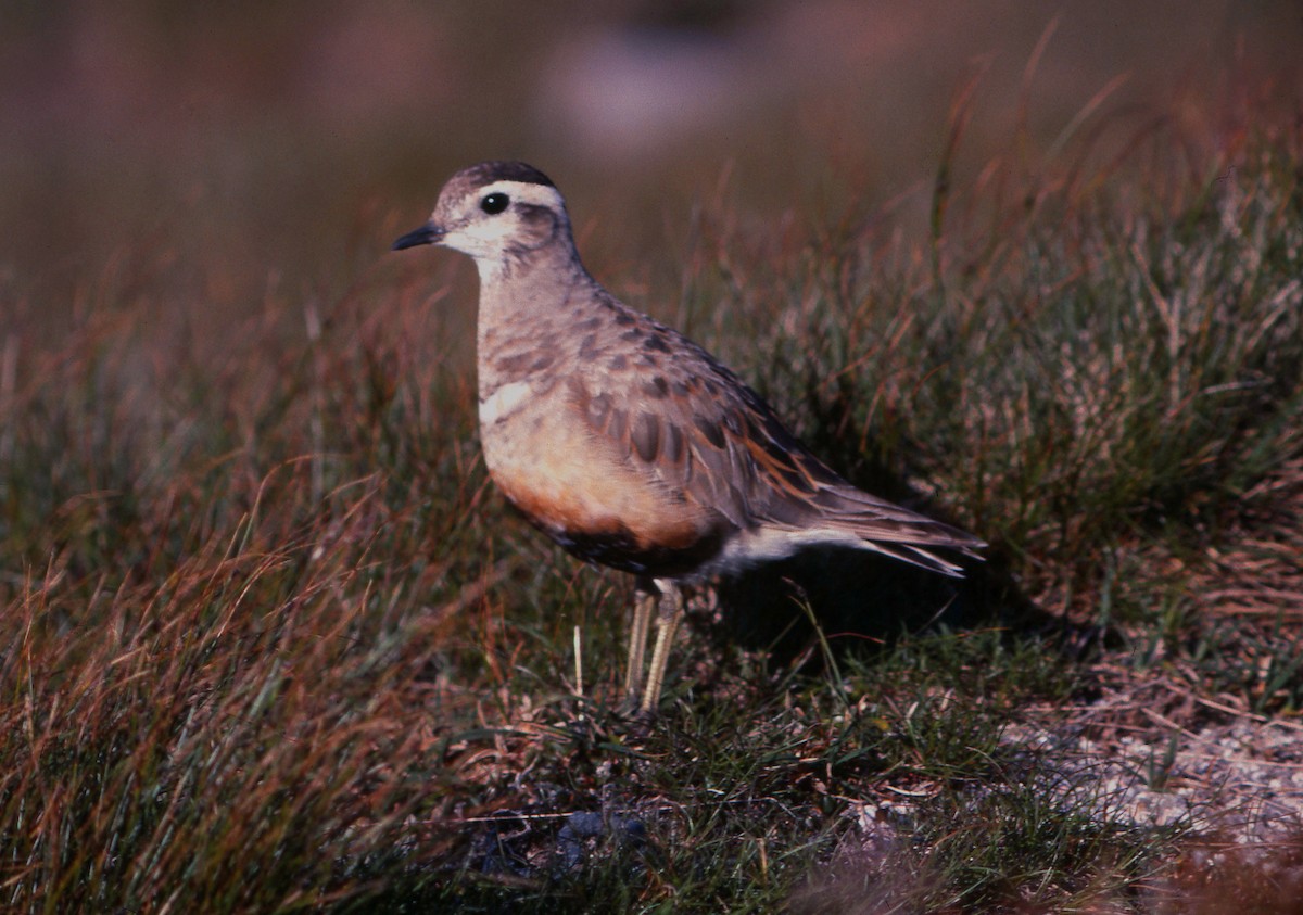 Eurasian Dotterel - ML60398441