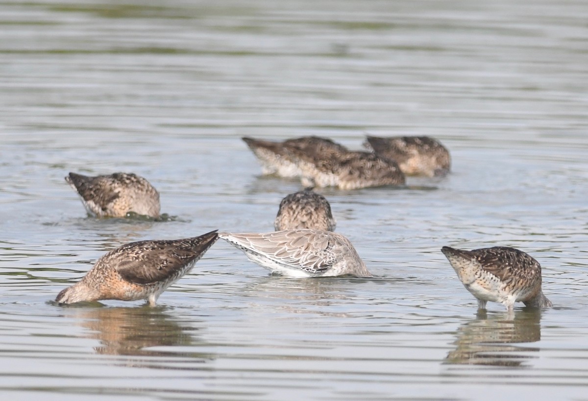 Short-billed Dowitcher - ML603985121