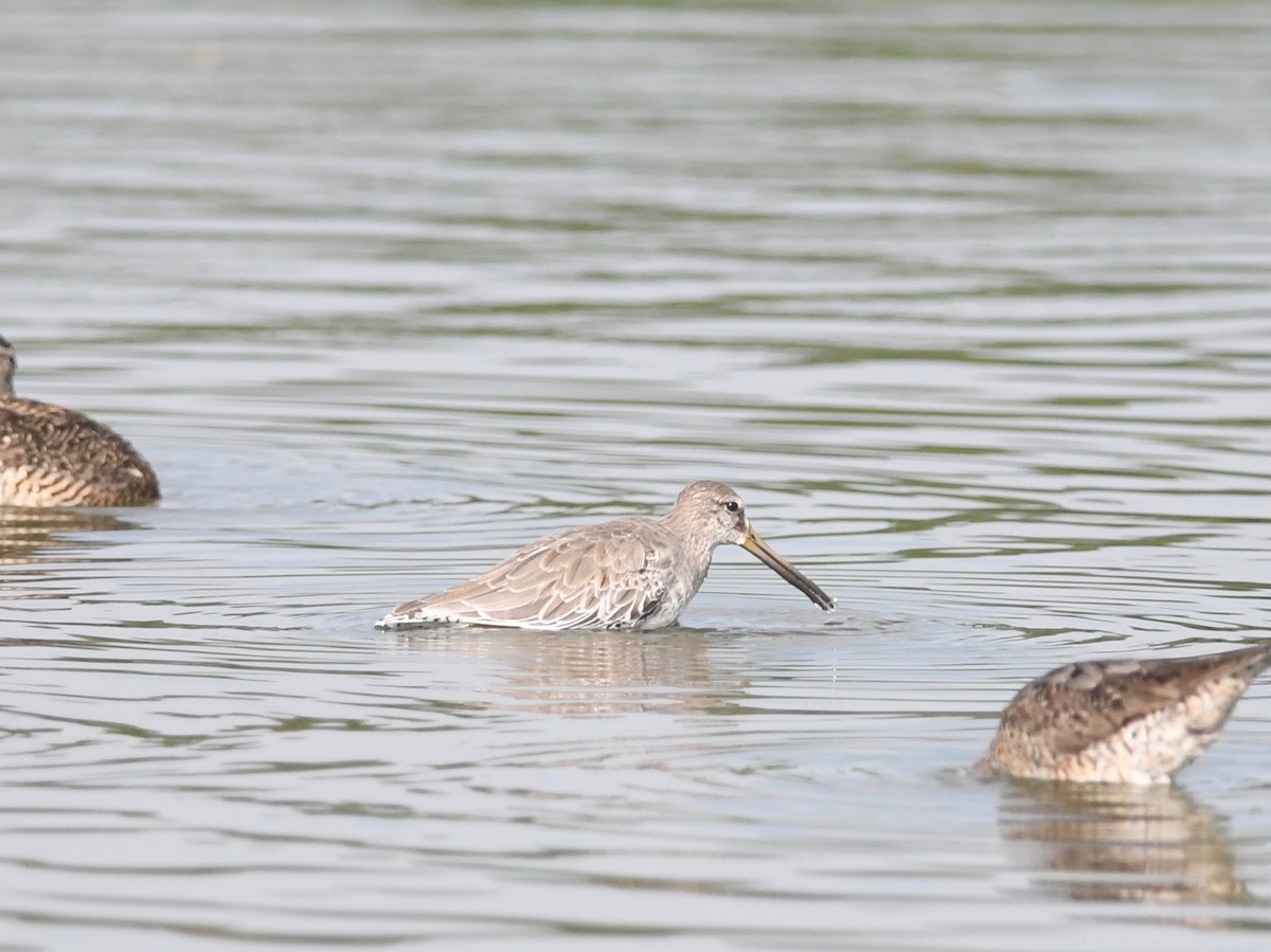 Short-billed Dowitcher - ML603985141