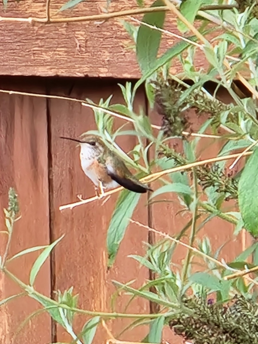 Rufous Hummingbird - ML603985161
