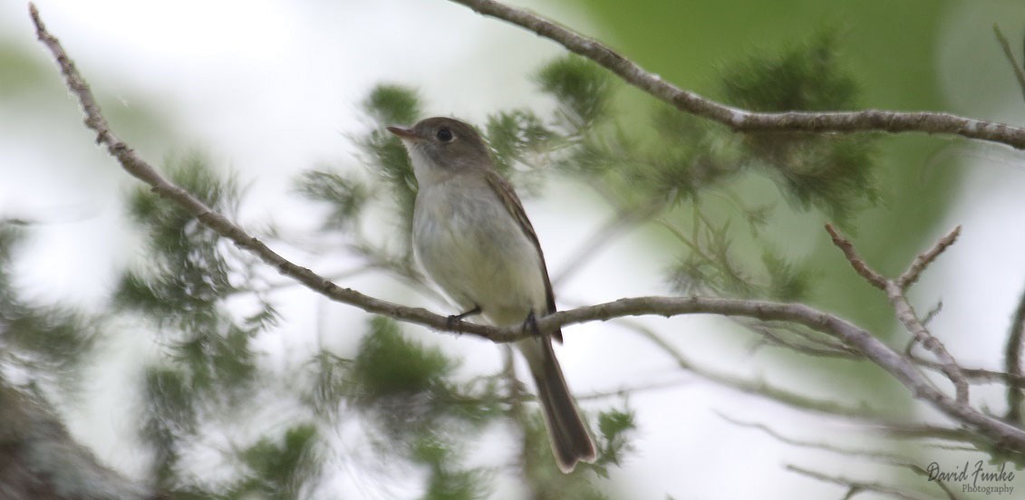 Least Flycatcher - ML60398591