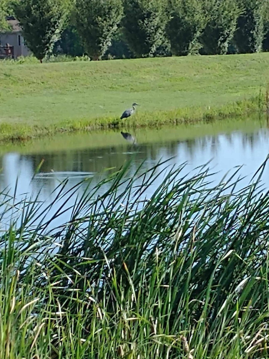Great Blue Heron - ML603985921