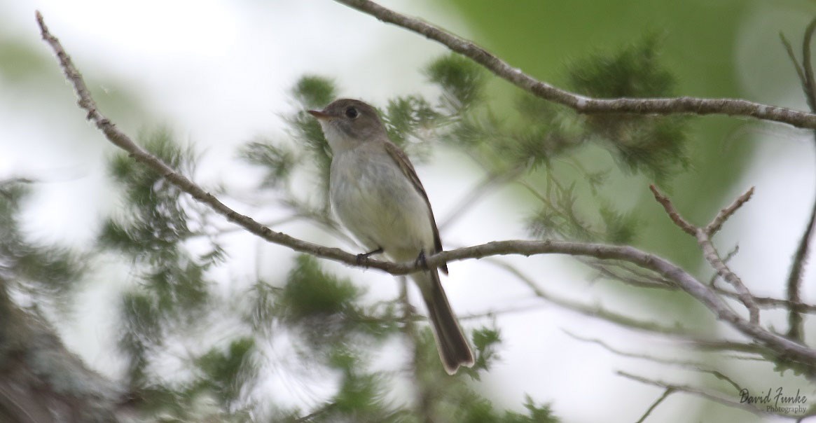 Least Flycatcher - David Funke