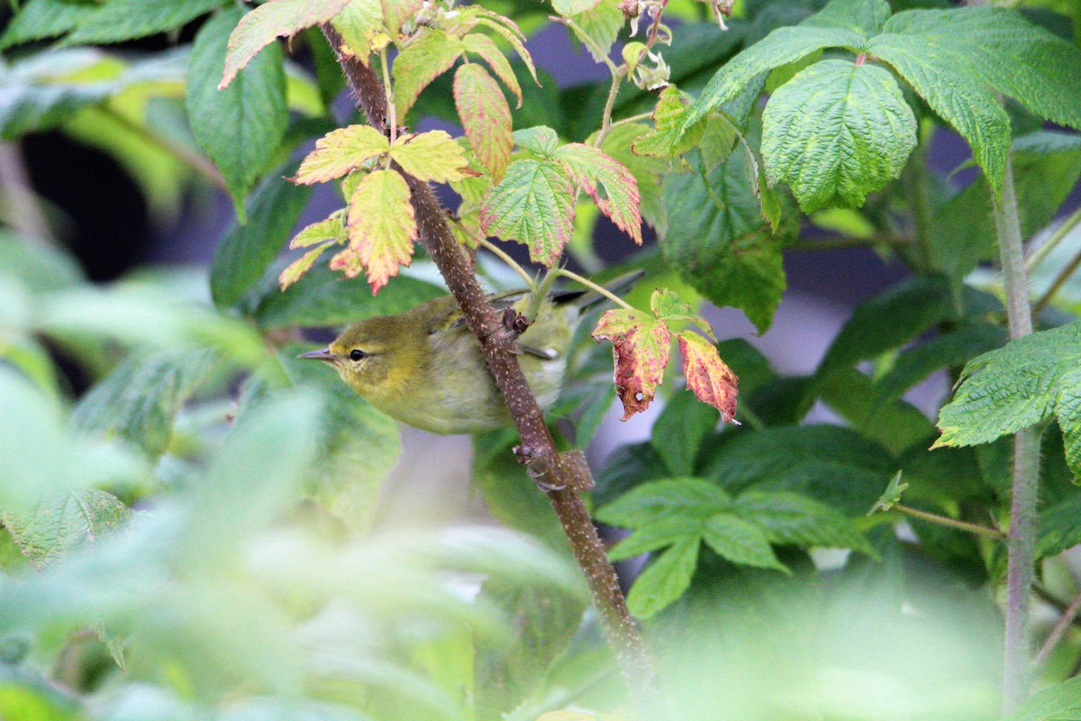 Tennessee Warbler - ML603986131