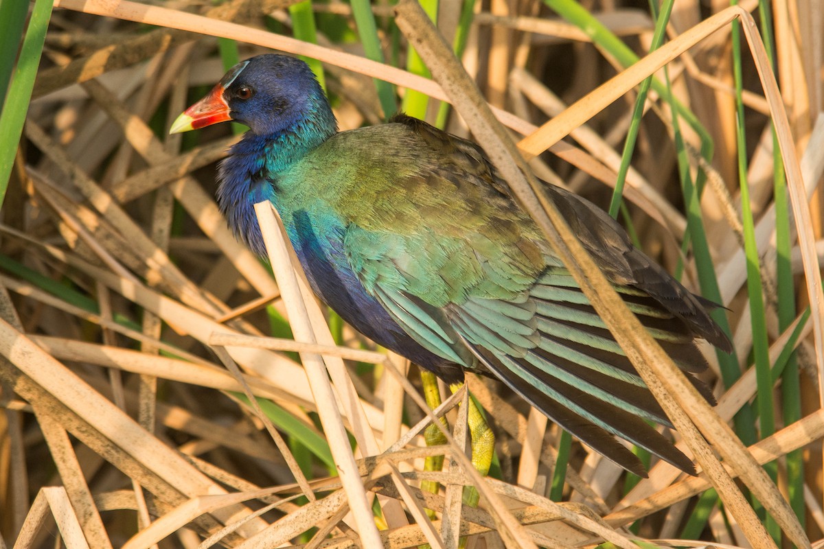 Purple Gallinule - ML60398761