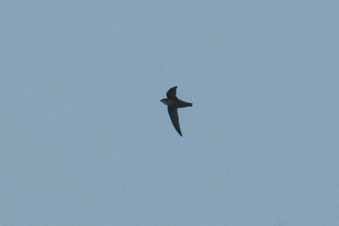 Chimney Swift - ML60398781