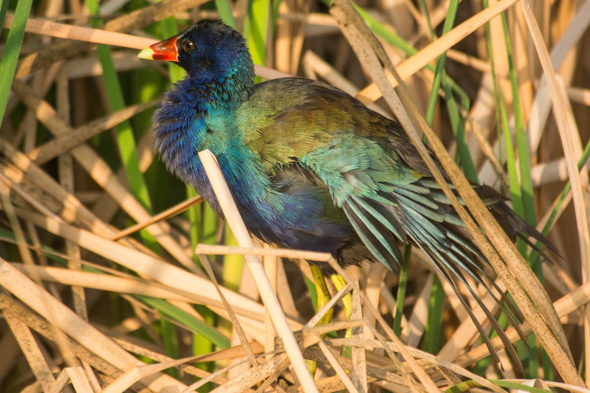 Purple Gallinule - Joshua Little