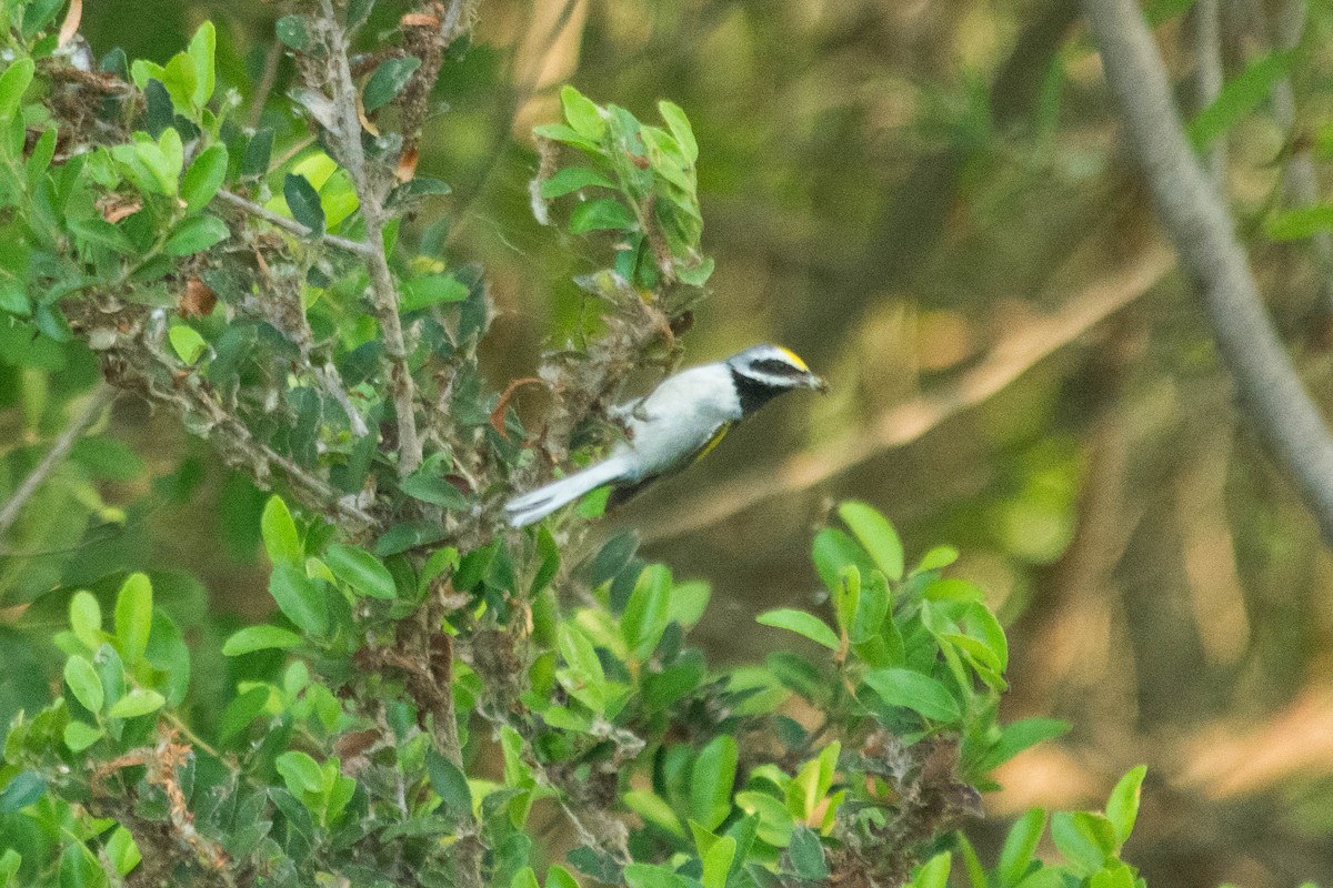 Golden-winged Warbler - ML60398831