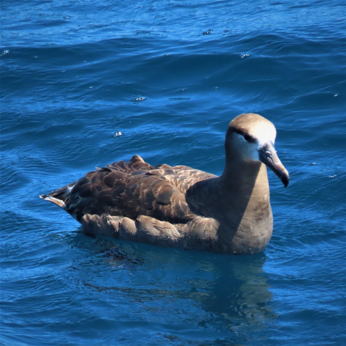 Black-footed Albatross - ML603988581