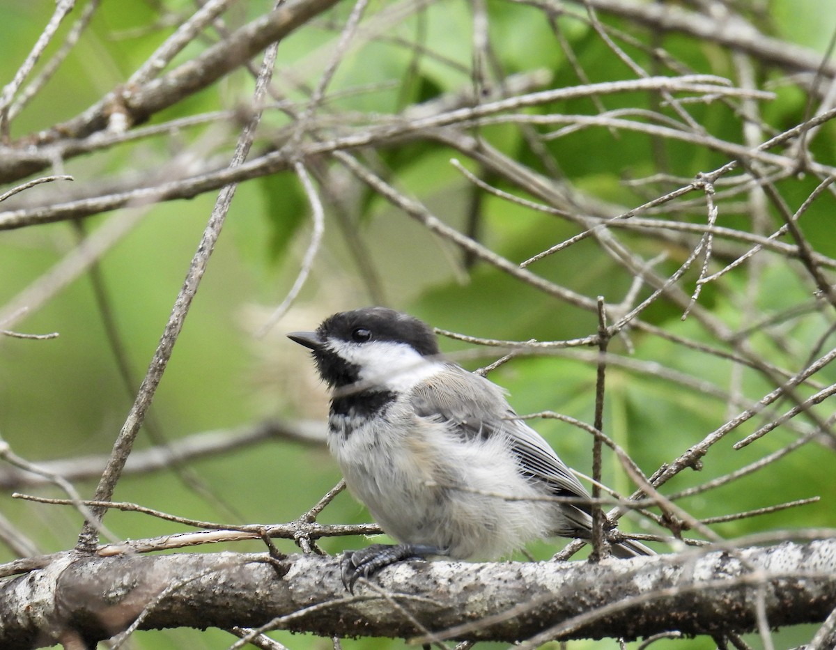 Black-capped Chickadee - ML603990491