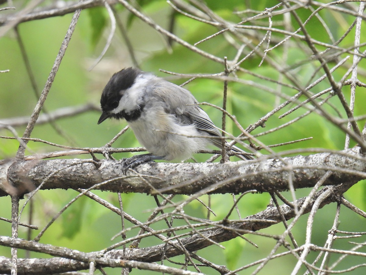 Black-capped Chickadee - ML603990901