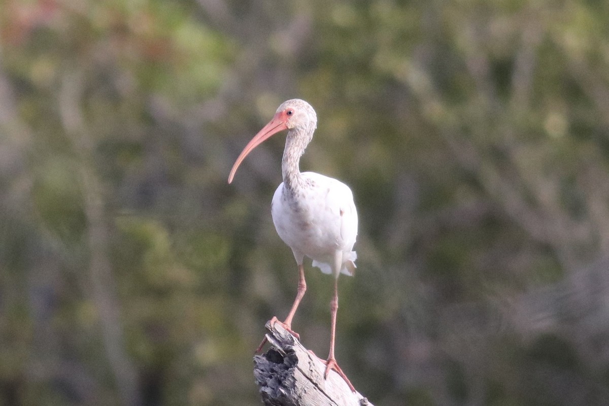 ibis bílý - ML603992791
