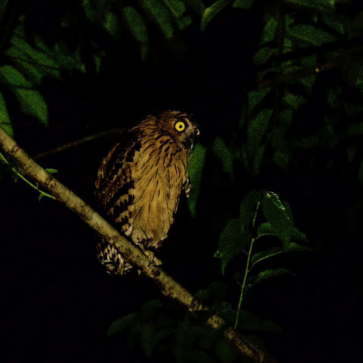 Buffy Fish-Owl - ML603993651