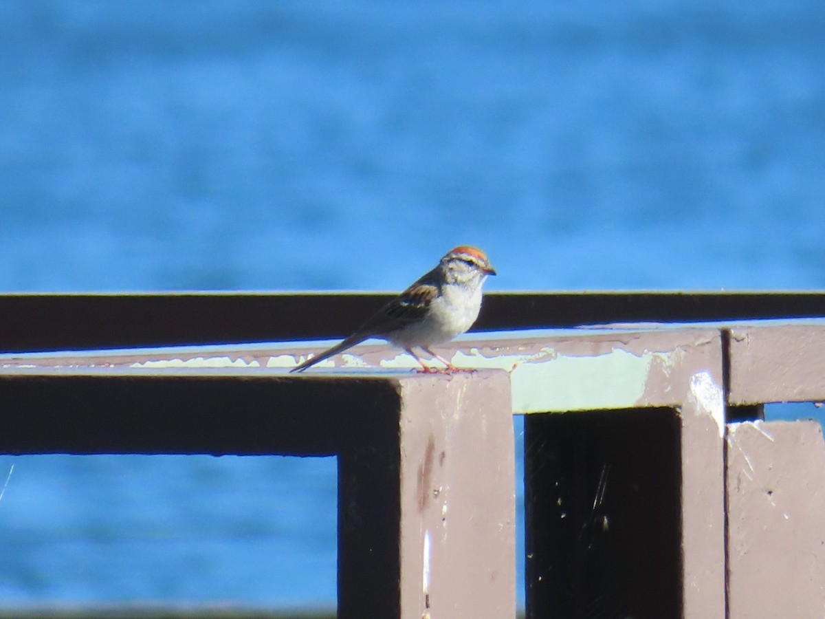 Chipping Sparrow - Karen Richardson