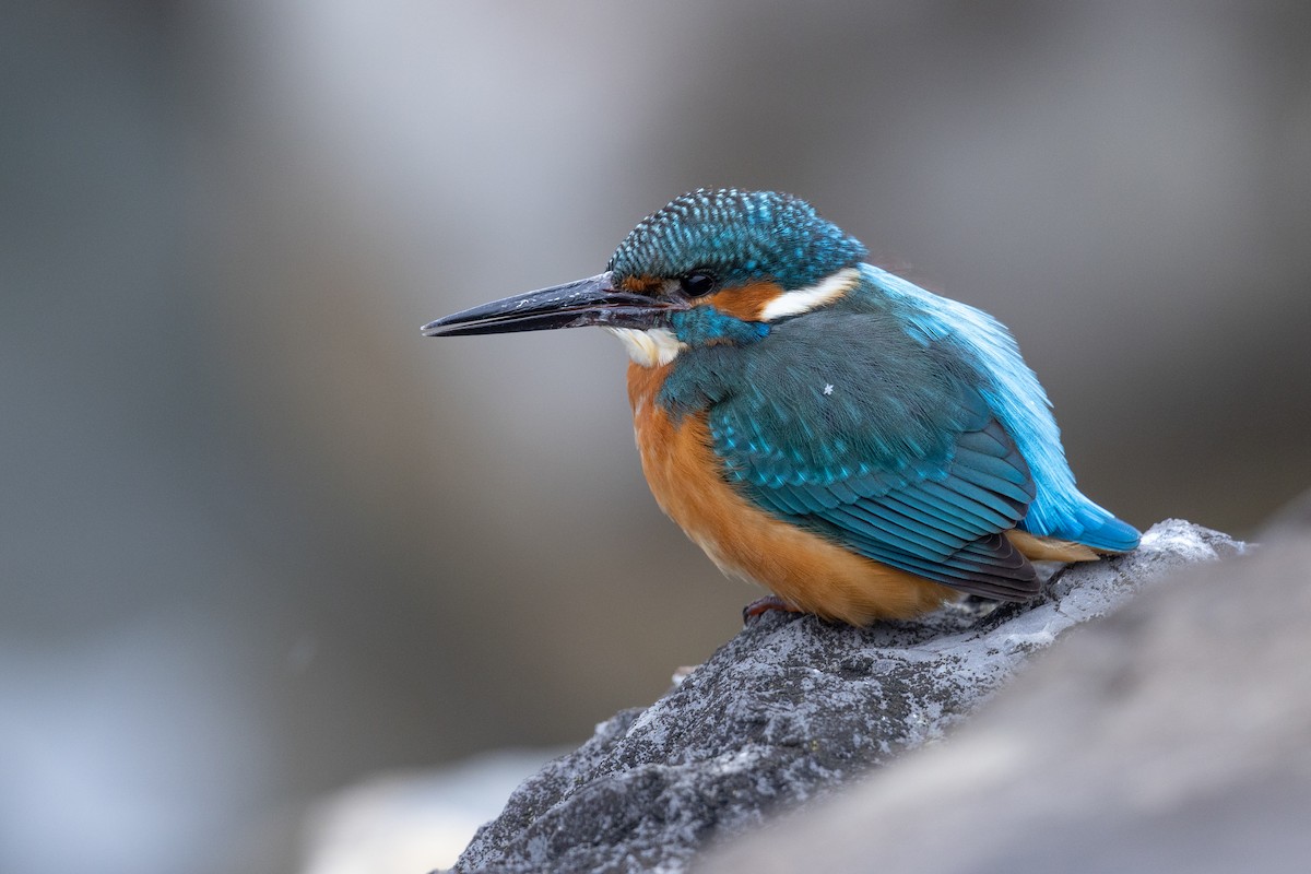 Common Kingfisher (Common) - ML603994691
