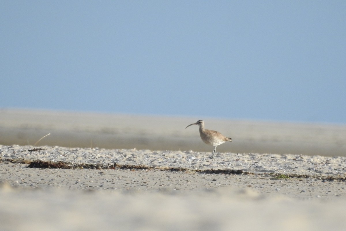 Regenbrachvogel - ML603995441