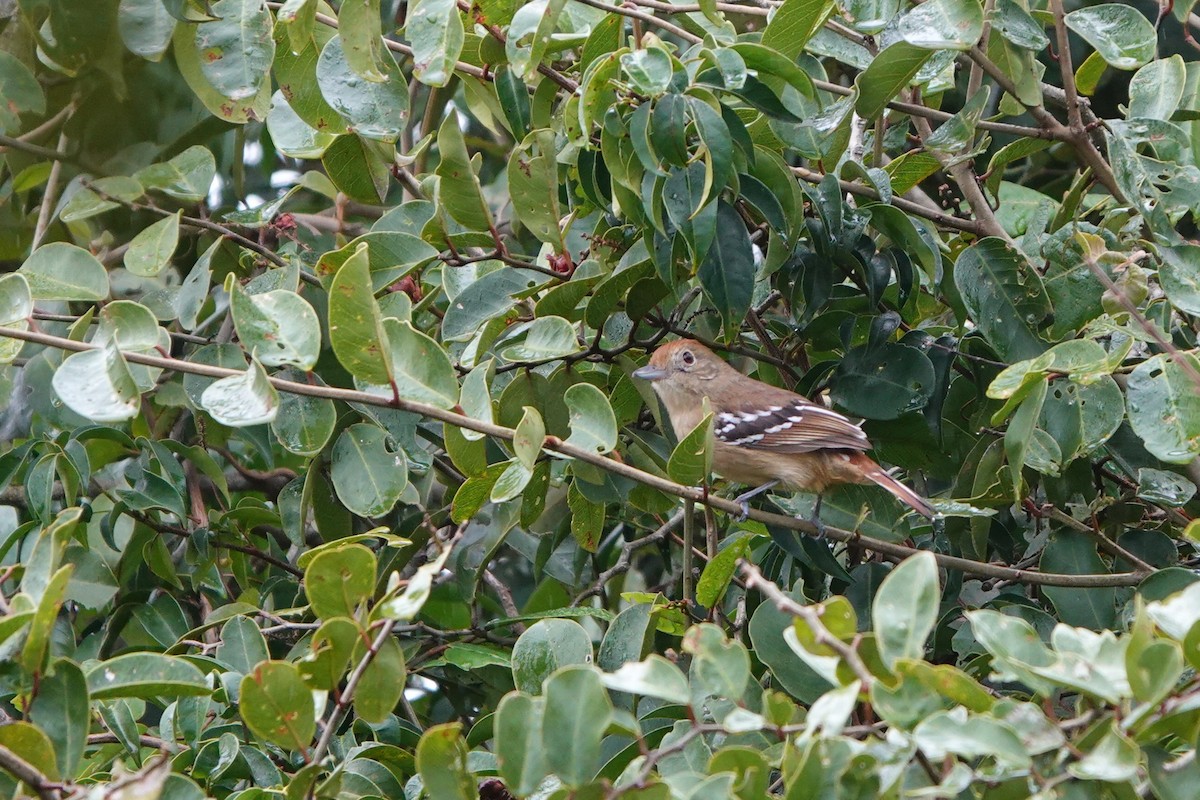 Sooretama Slaty-Antshrike - ML603996001