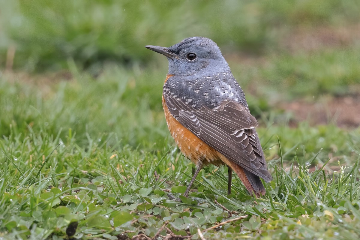 Rufous-tailed Rock-Thrush - ML603996381