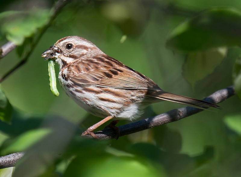 Song Sparrow - Mike Bailey