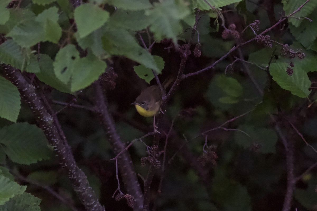 Common Yellowthroat - ML603999371