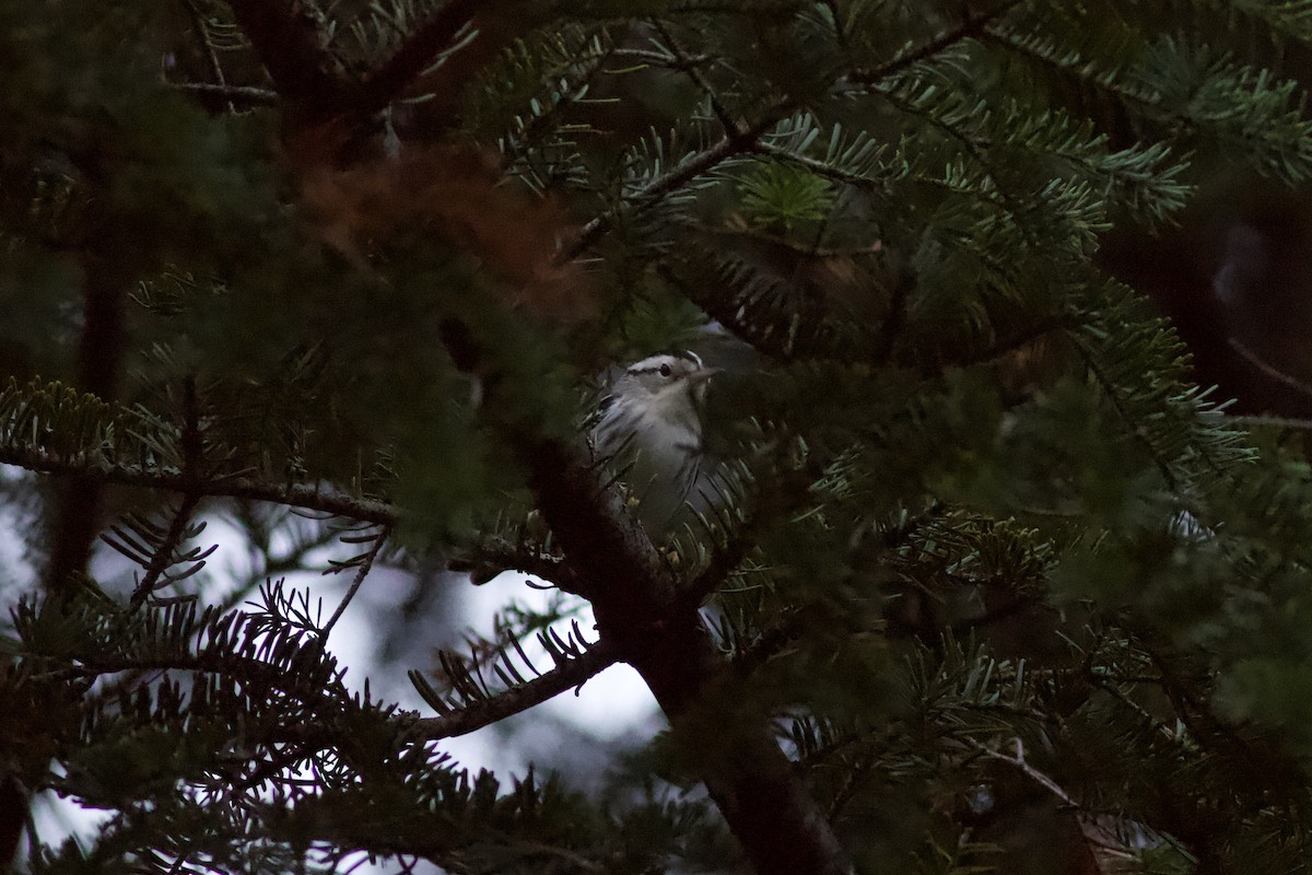 Black-and-white Warbler - ML603999391