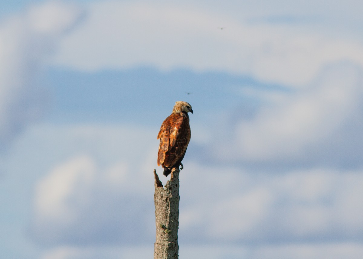 Black-collared Hawk - Silvia Faustino Linhares