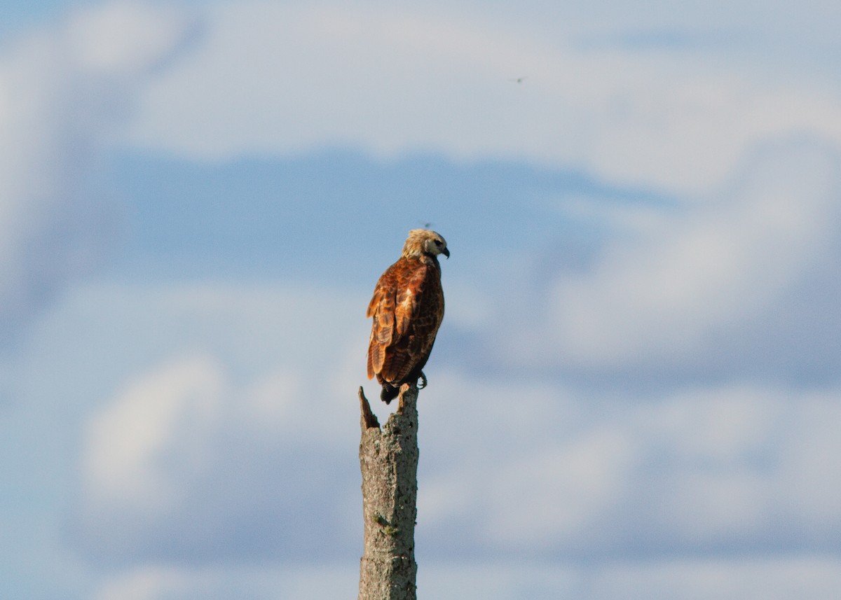 Black-collared Hawk - Silvia Faustino Linhares