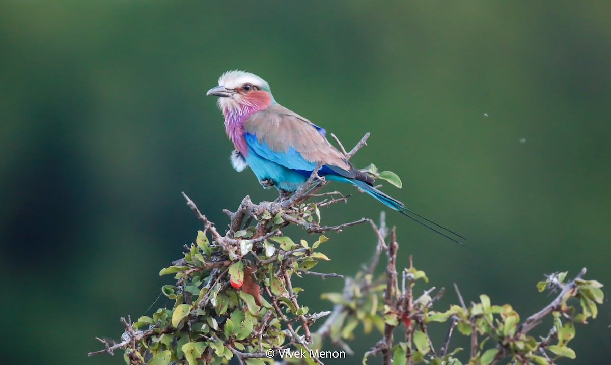 Lilac-breasted Roller - ML604003721