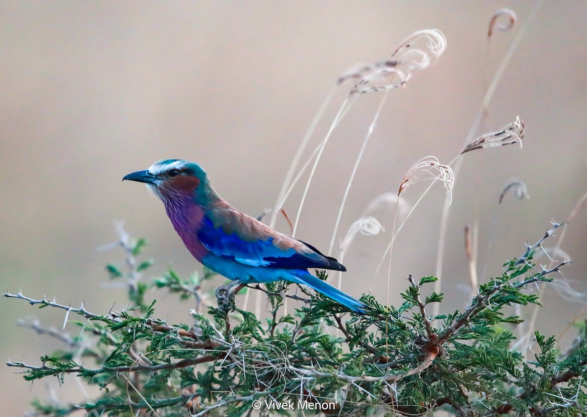 Lilac-breasted Roller - ML604003731