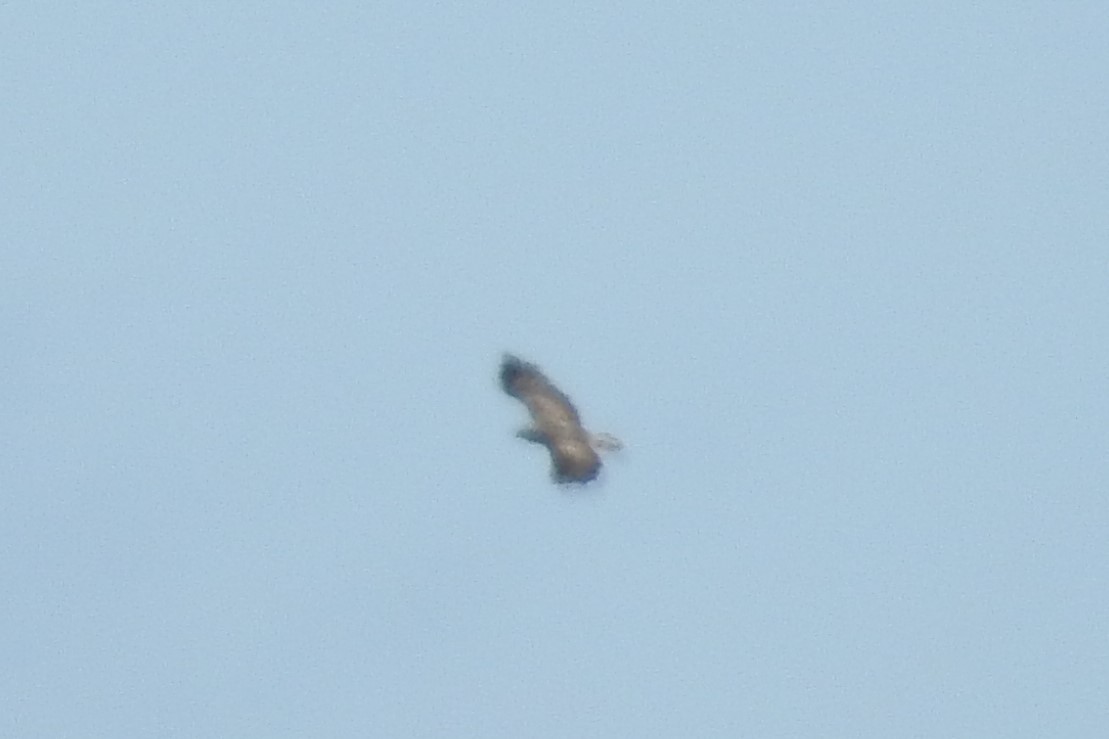 Western Marsh Harrier - ML604004511