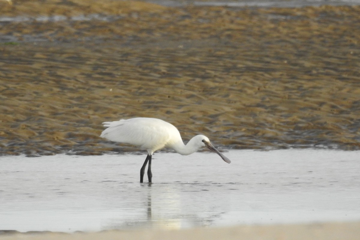 Eurasian Spoonbill - ML604004651