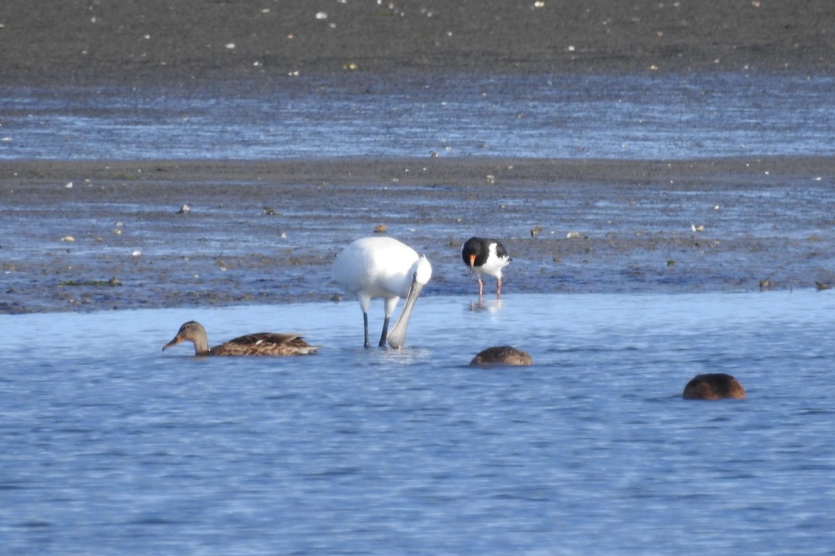 Eurasian Spoonbill - ML604004691