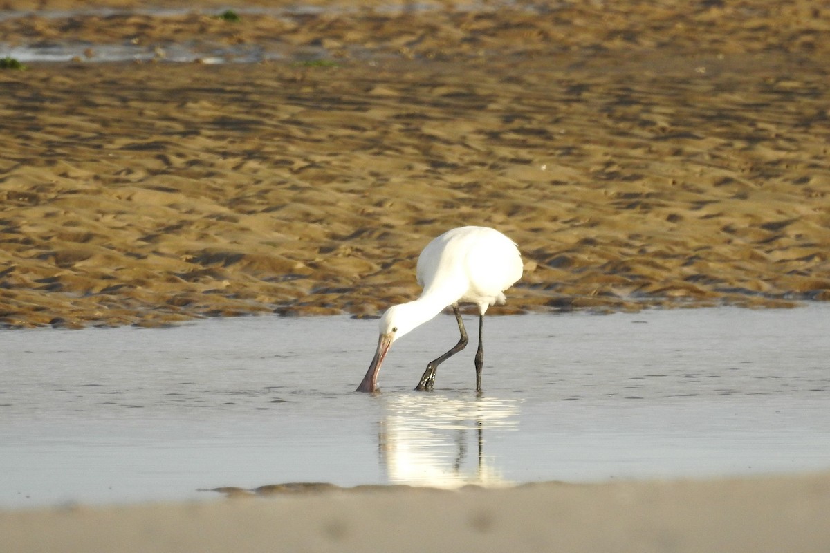 Eurasian Spoonbill - ML604004701