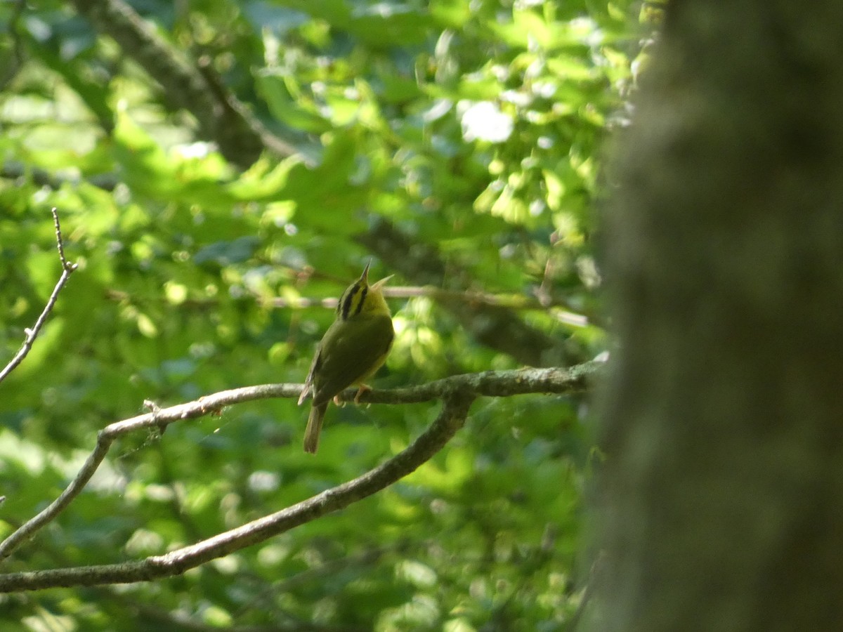 Worm-eating Warbler - Eric Huston