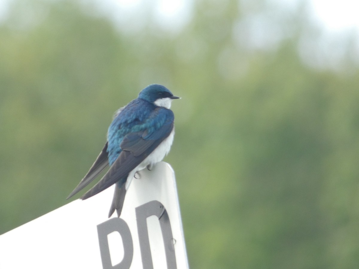 Golondrina Bicolor - ML604005311