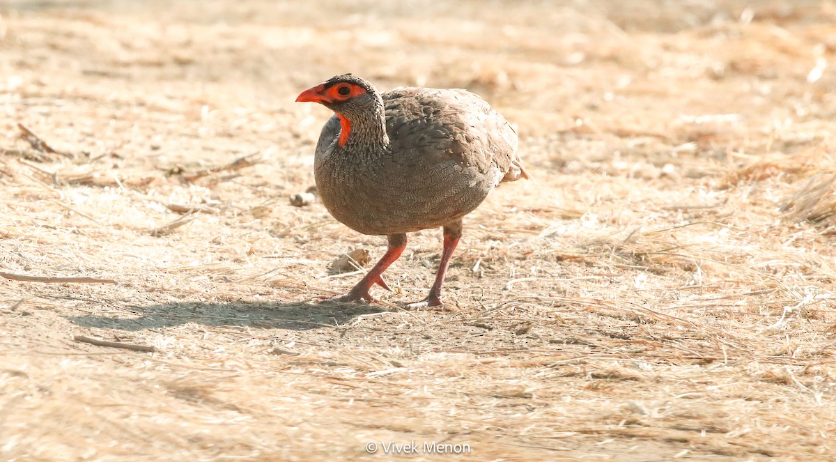 Red-necked Spurfowl - ML604006181