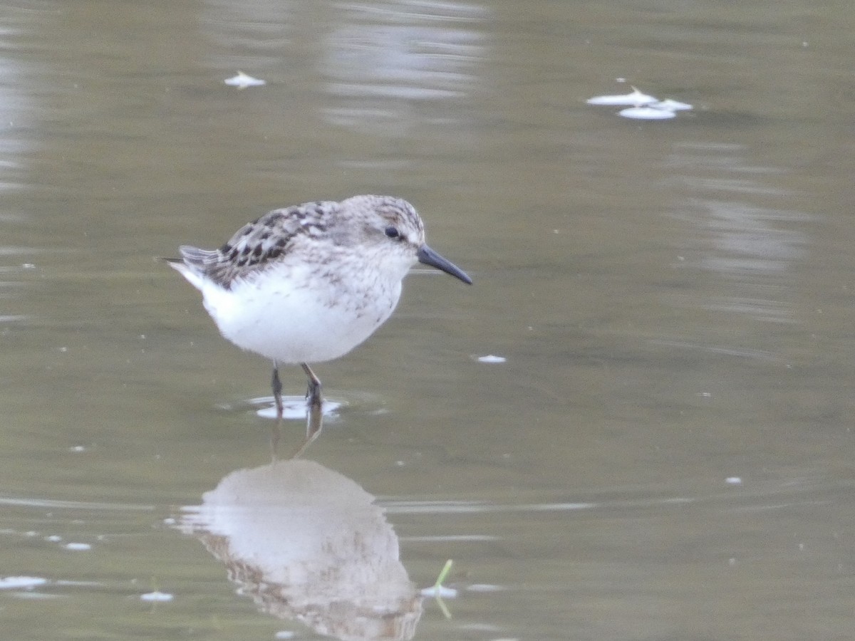 Semipalmated Sandpiper - Eric Huston