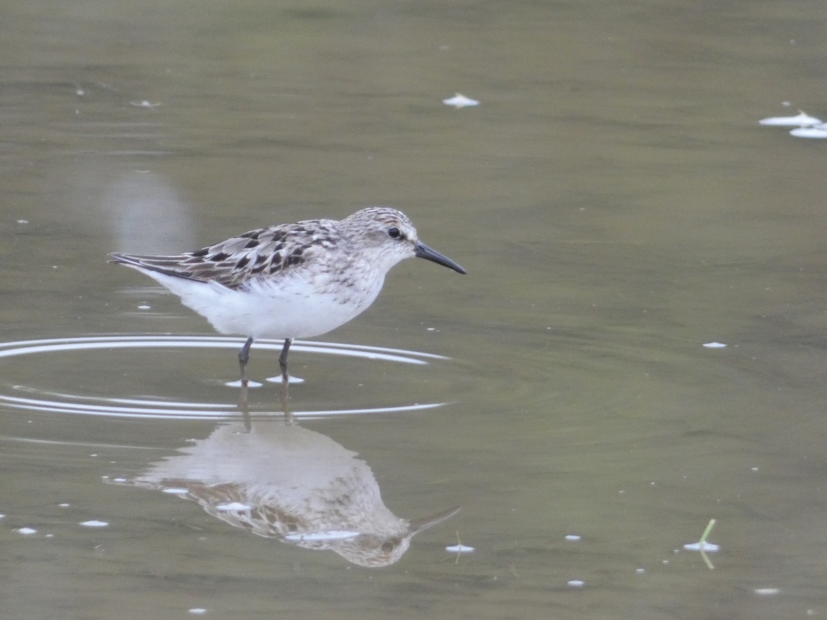 Semipalmated Sandpiper - Eric Huston