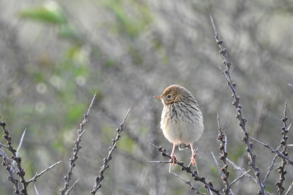 Meadow Pipit - ML604007001