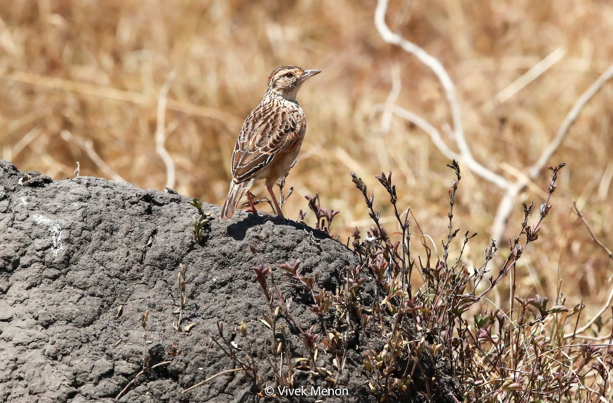 Rufous-naped Lark - ML604007301