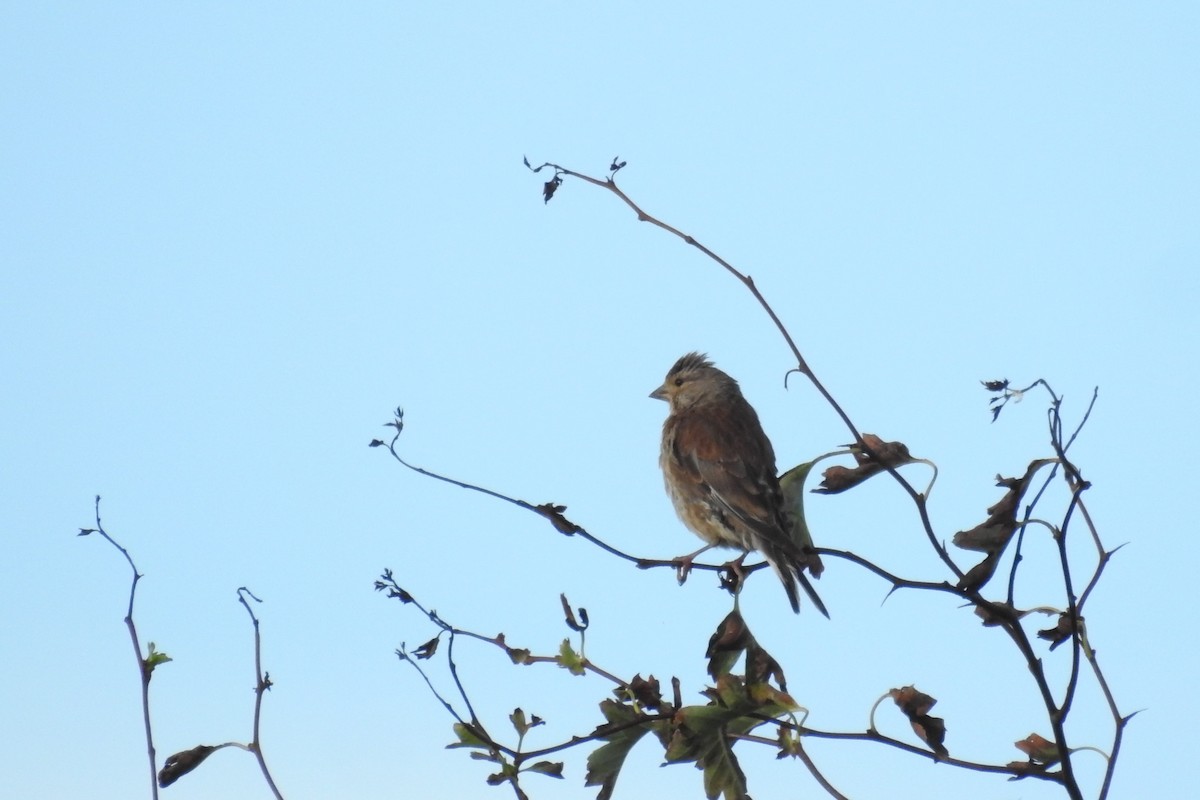 Eurasian Linnet - ML604007341