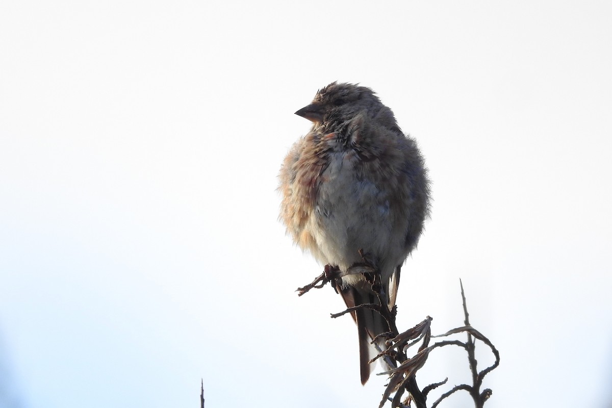 Eurasian Linnet - ML604007351