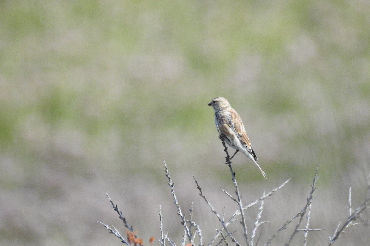 Eurasian Linnet - ML604007361