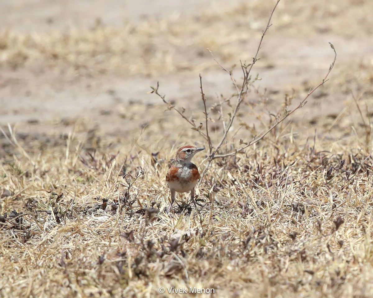 Red-capped Lark - ML604007471