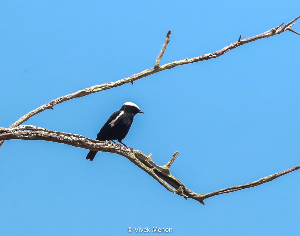 Zorzal Hormiguero de Ruaha - ML604007621