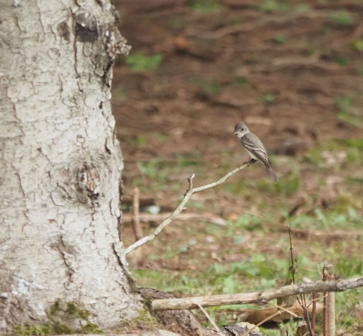 Eastern Wood-Pewee - ML604009131