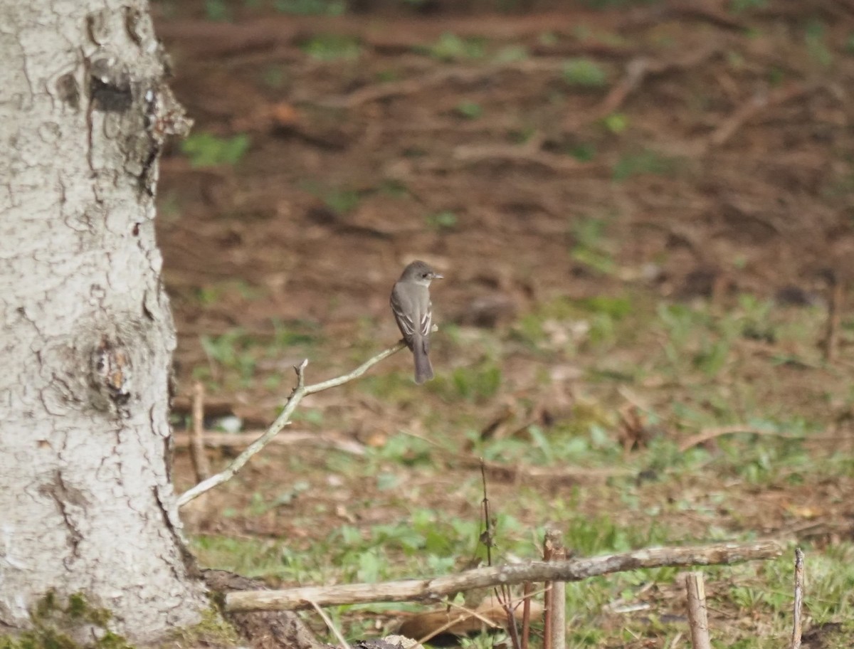 Eastern Wood-Pewee - ML604009141