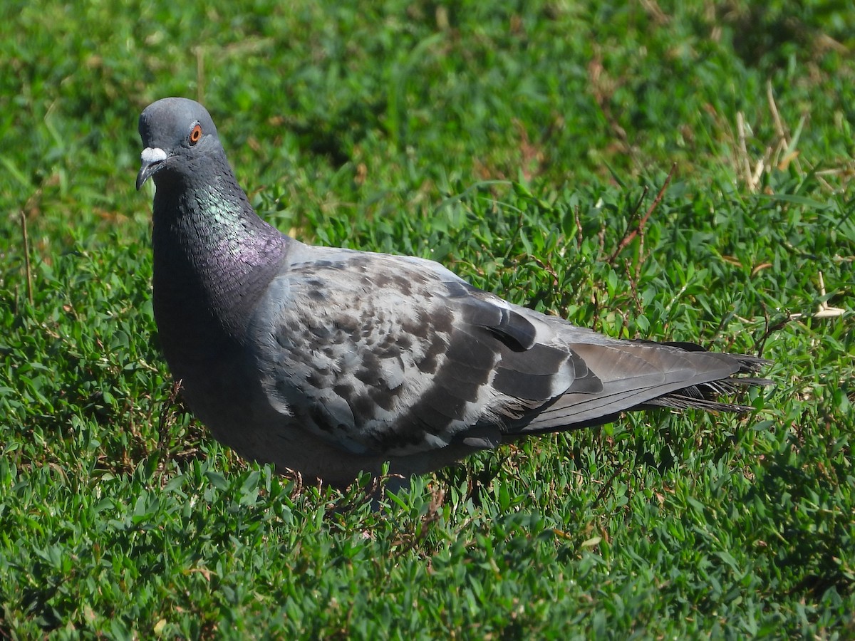 Rock Pigeon (Feral Pigeon) - ML604009181