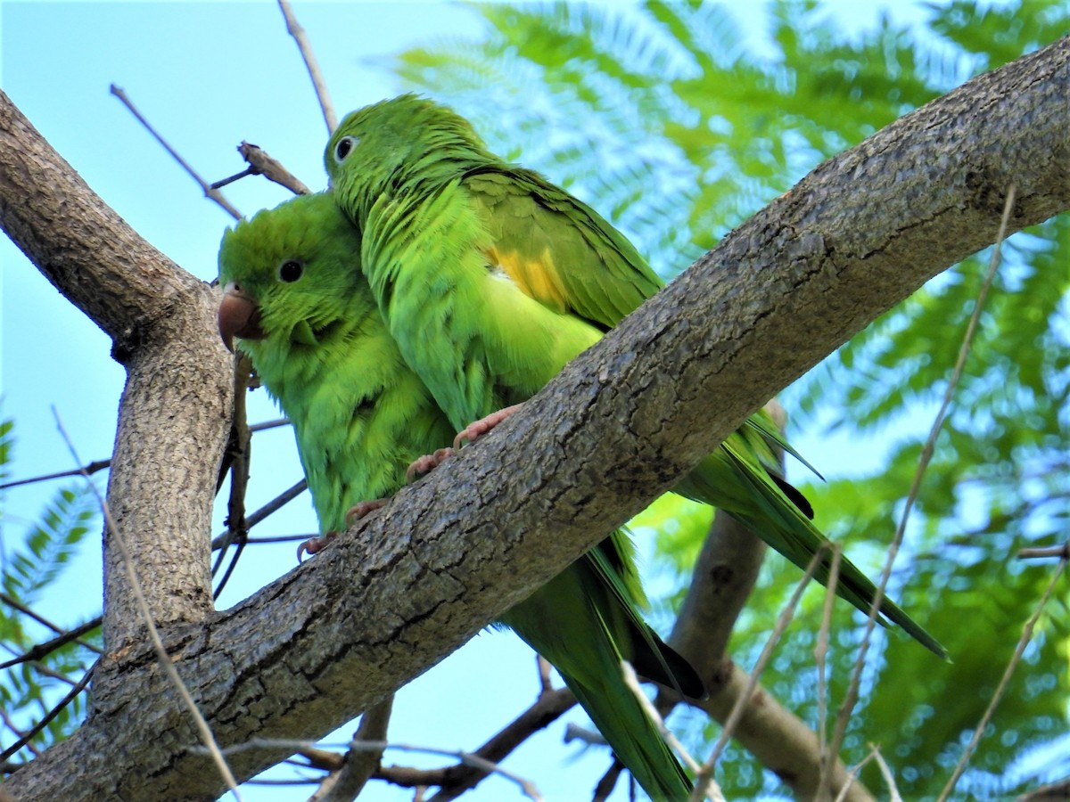 Yellow-chevroned Parakeet - Ellen Tipping