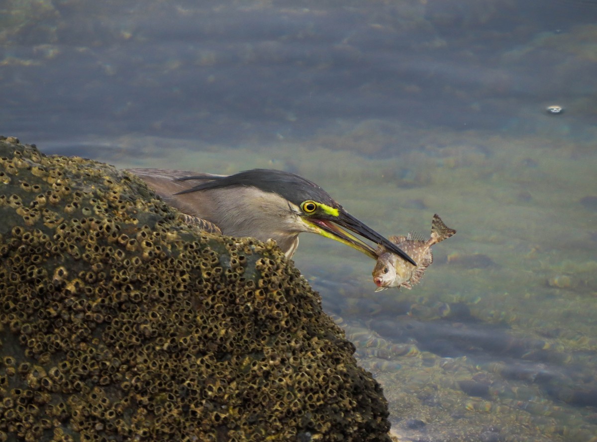 Striated Heron - ML604010581